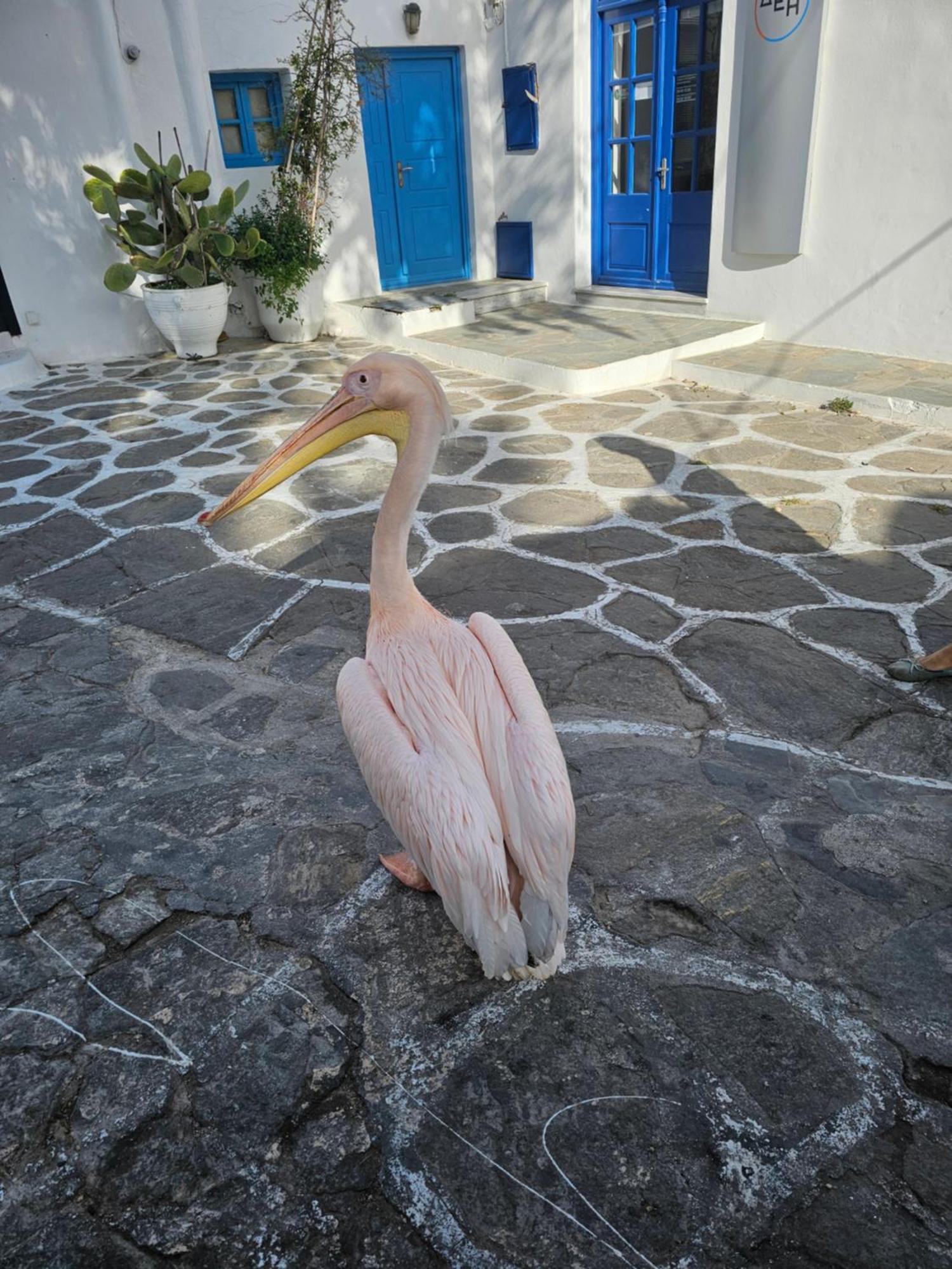 Appartement Lalaland à Mykonos Town Extérieur photo